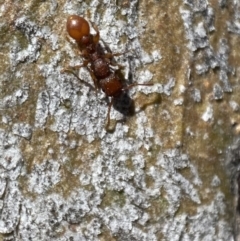 Podomyrma sp. (genus) at Jerrabomberra, NSW - 4 Mar 2022