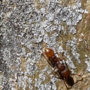 Podomyrma sp. (genus) at Jerrabomberra, NSW - 4 Mar 2022