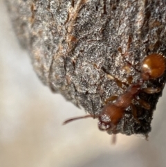 Podomyrma sp. (genus) at Jerrabomberra, NSW - 4 Mar 2022 03:29 PM