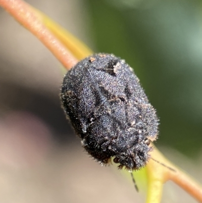 Morbora sp. (genus) (Unidentified Morbora shield bug) at Jerrabomberra, NSW - 4 Mar 2022 by SteveBorkowskis