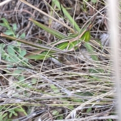 Acrida conica (Giant green slantface) at Jerrabomberra, NSW - 4 Mar 2022 by Steve_Bok