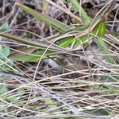 Acrida conica at Jerrabomberra, NSW - 4 Mar 2022