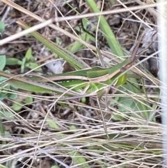 Acrida conica at Jerrabomberra, NSW - 4 Mar 2022 02:42 PM