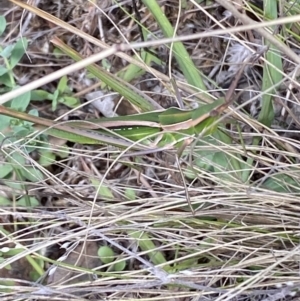 Acrida conica at Jerrabomberra, NSW - 4 Mar 2022