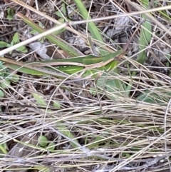 Acrida conica at Jerrabomberra, NSW - 4 Mar 2022 02:42 PM