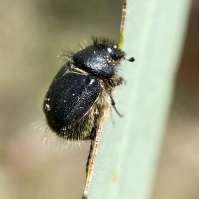 Liparetrus sp. (genus) (Chafer beetle) at Jerrabomberra, NSW - 4 Mar 2022 by Steve_Bok