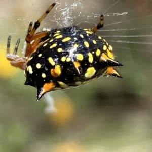 Austracantha minax at Jerrabomberra, NSW - 4 Mar 2022 01:55 PM