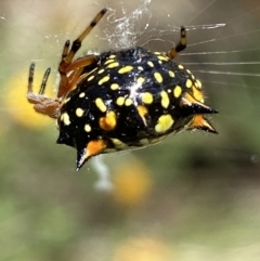 Austracantha minax at Jerrabomberra, NSW - 4 Mar 2022 01:55 PM