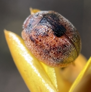 Trachymela sp. (genus) at Jerrabomberra, NSW - 4 Mar 2022 01:44 PM