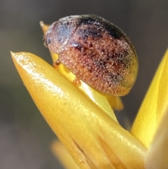 Trachymela sp. (genus) at Jerrabomberra, NSW - 4 Mar 2022 01:44 PM