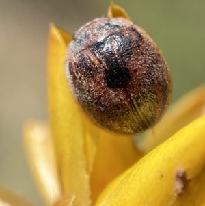 Trachymela sp. (genus) at Jerrabomberra, NSW - 4 Mar 2022 01:44 PM