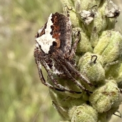 Hortophora biapicata at Jerrabomberra, NSW - 4 Mar 2022 12:54 PM