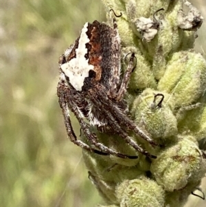 Hortophora biapicata at Jerrabomberra, NSW - 4 Mar 2022