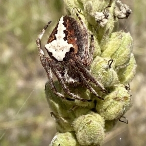 Hortophora biapicata at Jerrabomberra, NSW - 4 Mar 2022