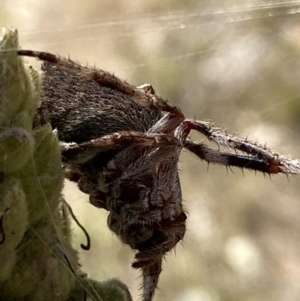 Hortophora biapicata at Jerrabomberra, NSW - 4 Mar 2022