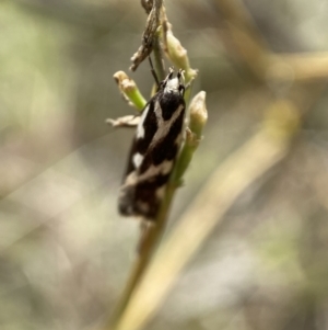 Epithymema incomposita at Jerrabomberra, NSW - 4 Mar 2022