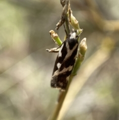 Epithymema incomposita at Jerrabomberra, NSW - 4 Mar 2022