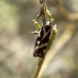 Epithymema incomposita at Jerrabomberra, NSW - 4 Mar 2022