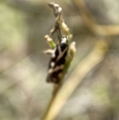 Epithymema incomposita at Jerrabomberra, NSW - 4 Mar 2022