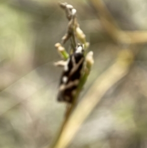 Epithymema incomposita at Jerrabomberra, NSW - 4 Mar 2022