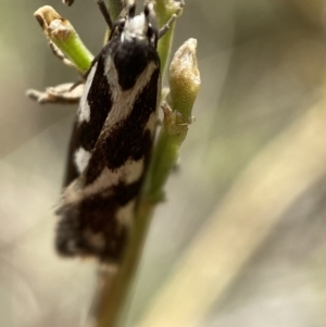 Epithymema incomposita at Jerrabomberra, NSW - 4 Mar 2022