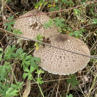 Chlorophyllum/Macrolepiota sp. (genus) at Jerrabomberra, NSW - 4 Mar 2022 by Steve_Bok