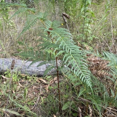 Pteridium esculentum (Bracken) at Jerrabomberra, NSW - 4 Mar 2022 by SteveBorkowskis