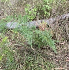 Pteridium esculentum at Jerrabomberra, NSW - 4 Mar 2022