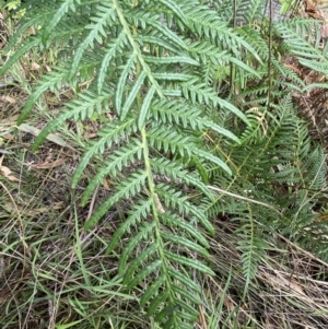 Pteridium esculentum at Jerrabomberra, NSW - 4 Mar 2022