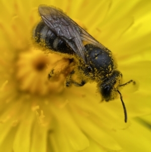 Lasioglossum (Chilalictus) lanarium at Jerrabomberra, NSW - 4 Mar 2022