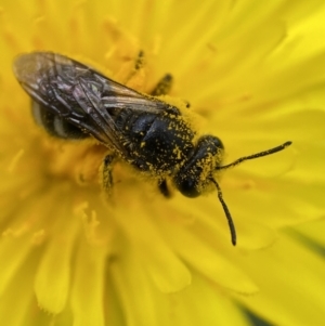 Lasioglossum (Chilalictus) lanarium at Jerrabomberra, NSW - 4 Mar 2022