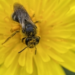 Lasioglossum (Chilalictus) lanarium at Jerrabomberra, NSW - 4 Mar 2022