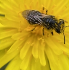 Lasioglossum (Chilalictus) lanarium at Jerrabomberra, NSW - 4 Mar 2022