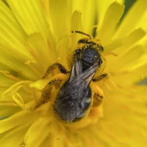 Lasioglossum (Chilalictus) lanarium at Jerrabomberra, NSW - 4 Mar 2022