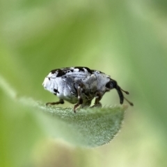 Mogulones larvatus at Jerrabomberra, NSW - 4 Mar 2022