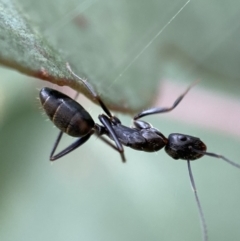 Camponotus nigroaeneus (Sugar ant) at Jerrabomberra, NSW - 4 Mar 2022 by SteveBorkowskis