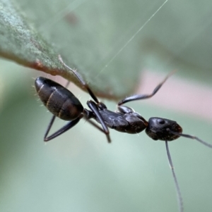 Camponotus nigroaeneus at Jerrabomberra, NSW - 4 Mar 2022 11:38 AM