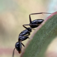 Camponotus nigroaeneus at Jerrabomberra, NSW - 4 Mar 2022 11:38 AM