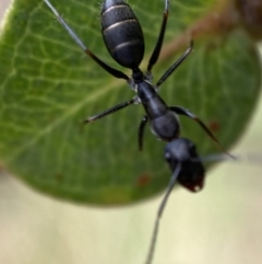 Camponotus nigroaeneus at Jerrabomberra, NSW - 4 Mar 2022 11:38 AM