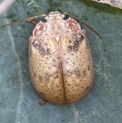 Paropsis charybdis (Eucalyptus leaf beetle) at Jerrabomberra, NSW - 4 Mar 2022 by Steve_Bok