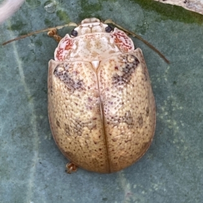 Paropsis charybdis (Eucalyptus leaf beetle) at Jerrabomberra, NSW - 4 Mar 2022 by Steve_Bok