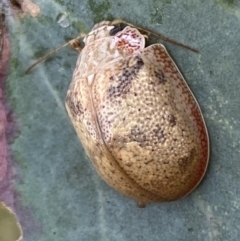 Paropsis charybdis at Jerrabomberra, NSW - 4 Mar 2022 11:36 AM