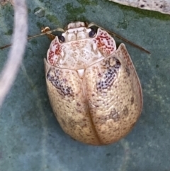 Paropsis charybdis at Jerrabomberra, NSW - 4 Mar 2022 11:36 AM