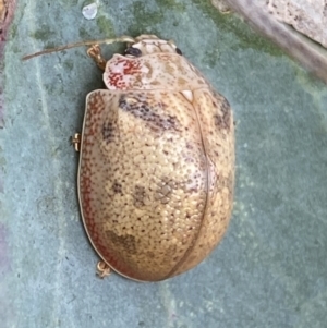 Paropsis charybdis at Jerrabomberra, NSW - 4 Mar 2022 11:36 AM