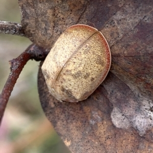 Paropsis charybdis at Jerrabomberra, NSW - 4 Mar 2022 11:36 AM