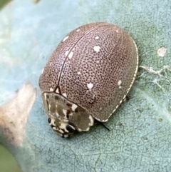 Paropsis aegrota (Eucalyptus Tortoise Beetle) at Jerrabomberra, NSW - 4 Mar 2022 by SteveBorkowskis