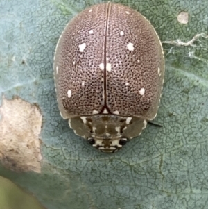 Paropsis aegrota at Jerrabomberra, NSW - 4 Mar 2022