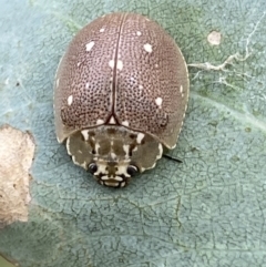 Paropsis aegrota at Jerrabomberra, NSW - 4 Mar 2022 11:43 AM