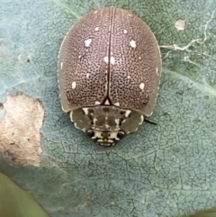 Paropsis aegrota at Jerrabomberra, NSW - 4 Mar 2022