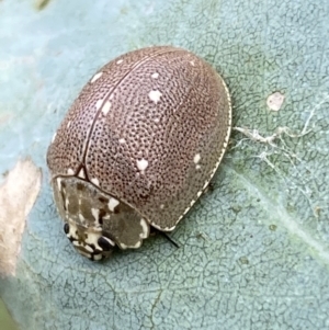 Paropsis aegrota at Jerrabomberra, NSW - 4 Mar 2022